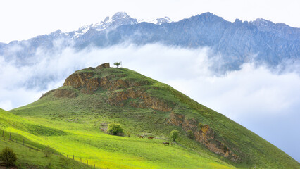 Panoramic view of grazing horses on the slope of a large green hill, in front of Mount Tbaukhokh in North Ossetia.