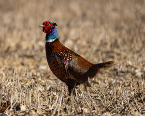pheasant on field