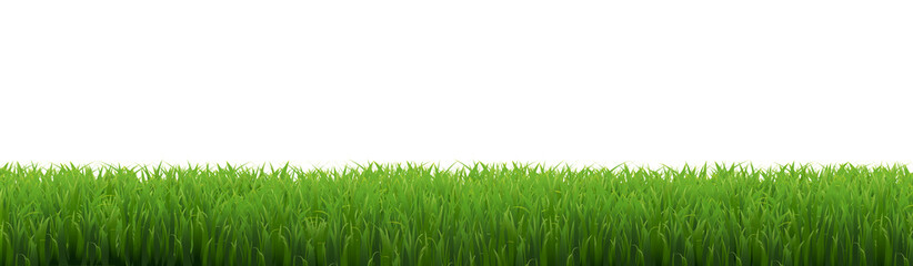 Green Grass Frame With White Background