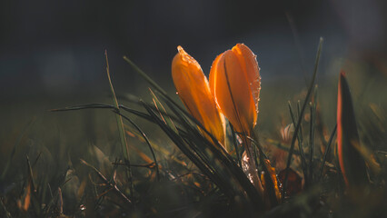 Krokusy otulone wiosennym światłem słonecznym © Mariusz