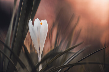 Krokusy otulone wiosennym światłem słonecznym