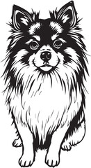 German Spitz. Hand drawn vector illustration	
