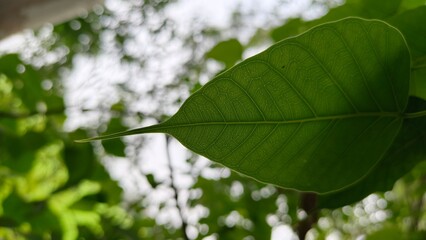 A guardian against erosion, Paper mulberry tree stabilizes soil with its extensive root system.