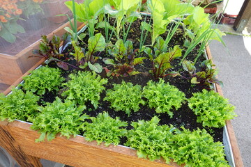 cultivation of escarole on a growing table with beets in containers