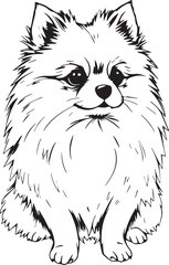 German Spitz. Hand drawn vector illustration	