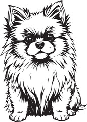 German Spitz. Hand drawn vector illustration	