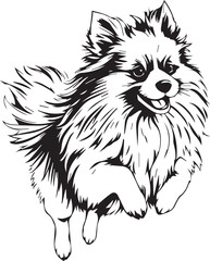 German Spitz. Hand drawn vector illustration	