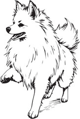 German Spitz. Hand drawn vector illustration	