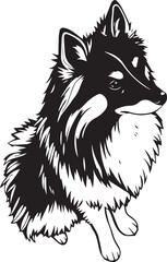 German Spitz. Hand drawn vector illustration	