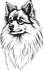 German Spitz. Hand drawn vector illustration	
