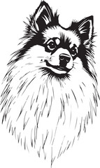 German Spitz. Hand drawn vector illustration	