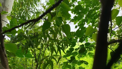 Paper mulberry tree enhances biodiversity, providing shelter and sustenance for birds and pollinators.