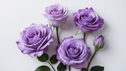 Fototapeta premium Texas bluebell flowers, isolated Purple Lisianthus flowers on a white background, featuring a clipping path.