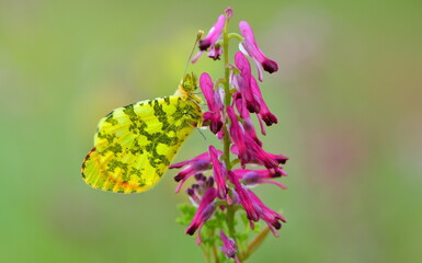 Anthocharis Damone 1419