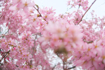 Serene and vibrant image of a blooming tree with delicate pink blossoms against a soft, cloudy spring backdrop.  Essence of seasonal beauty and tranquility, peaceful and calming visual experience
