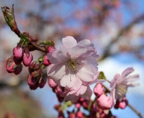 Cherry blossoms. Branches with pink flowers on the background of a spring garden. Beautiful natural background. Flowers in close-up. Delicate petals. Landscape. Spring time. Colorful background. macro