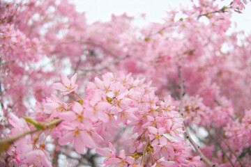 Obraz premium Serene and vibrant image of a blooming tree with delicate pink blossoms against a soft, cloudy spring backdrop. Essence of seasonal beauty and tranquility, peaceful and calming visual experience