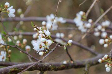 Delicate white flowers of cherry plum (Prunus cerasifera) are blooming on thin branches in early spring in a garden in Ukraine. Small five-petaled flowers densely cover the branches, among which numer