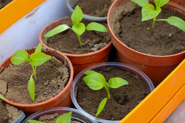 Young green chili pepper seedlings grow in small brown and transparent plastic pots filled with dark, moist soil. The pots are neatly placed in orange and white trays.