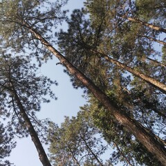 trees and sky