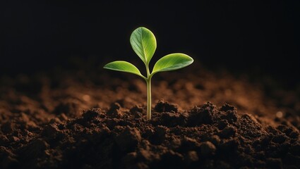 Cannabis sprout close-up isolated on a background of soil. Fresh young seedling. Baby plant with small leaves growing in coconut soil, top view. Micro growing idea.