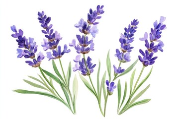Naklejka premium Watercolor painting of several sprigs of lavender with green leaves on a white background art design