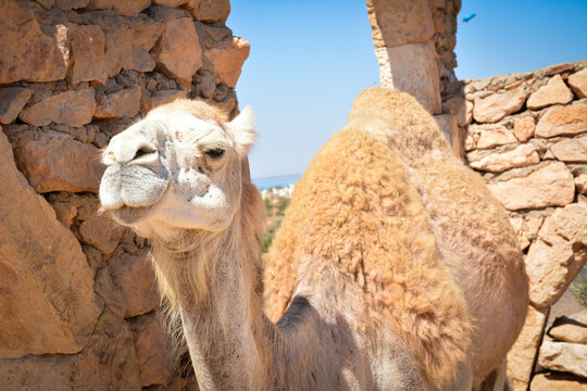 a close up of a camel. A camel standing near weathered stone ready for working. Bright sunny day in Tunisian village Guellala.