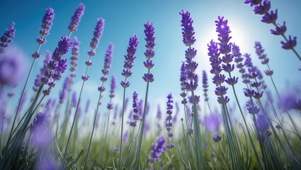 Naklejka premium Sunlight closeup of lavender field beneath blue sky with sun rays for banner design. Zen nature embodies a peaceful and bright floral garden from a low angle. Idyllic summer flowers represent roman...