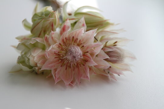 Fresh pink serruria flowers on the white background 