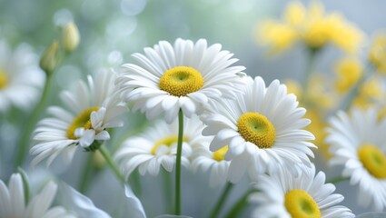 Fototapeta premium Daisy macro love plant white vegetation summer nature adventure life wild trip background scene yellow plants natural earth beautiful fresh perfect sun wilderness story golden flowers garden.