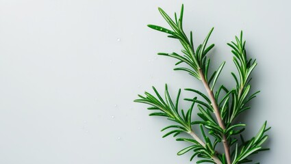 Twig of rosemary set against a white backdrop