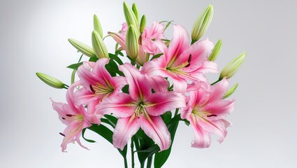 Fototapeta premium Two pink lily blooms. Isolated on a background.