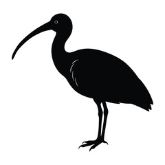 black crowned night heron isolated