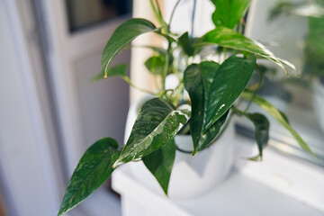 Against the background of the window is a small exotic houseplant epipremnum pinnatum White with narrow leaves in a white flower pot on the windowsill. High quality photo