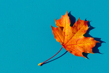  autumn leaf on the blue, turquoise background . Abstract background of leaf. The concept of  fall, autumn.Copy space