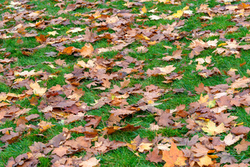 The fallen-down autumn leaves on a green grass. Concept early autumn. Fall. Background of yellow, autumn leaves on the lawn