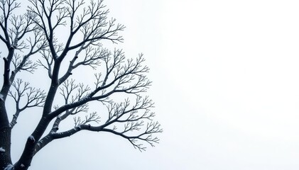 Thick bare branches with frosty leaves on a white background, icy landscape, bare trees, snowy branch landscape