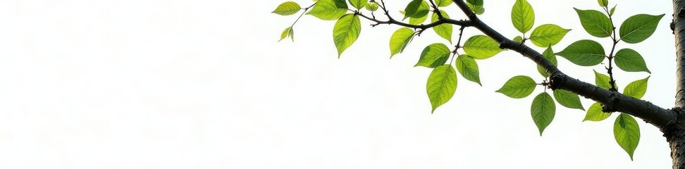Thick branches with leafy greenery isolated on white background, white, rustic, earthy