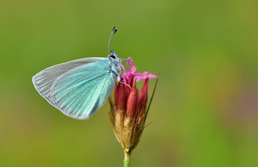 Glaucopsyche Alexis 1421