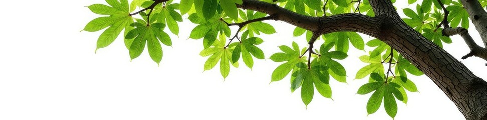 Thick isolated oak tree branch on white background, oak, texture, tree