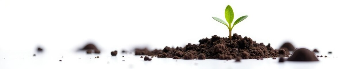 Tiny green sprout growing out of soil isolated on white, tiny sprout, nature