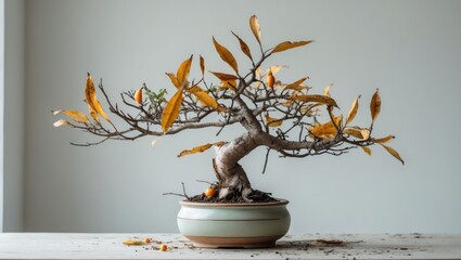 The Neglected Citrus madurensis Indoor Calamondin Tree with Green Foliage and Tiny Oranges, Showing Signs of Dying with Dry Leaves in Landscape Orientation.