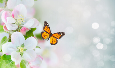 fresh Apple tree blossom twig with flowers and lbetterfly on blue gray background