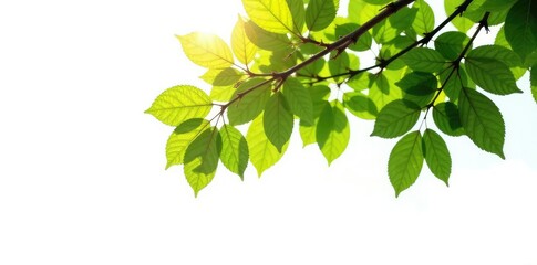 Tree isolated on white background with sunlight filtering through leaves, foliage, nature, photography