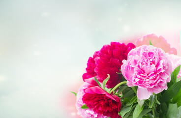 red and pink peonies in garden on blue bokeh background