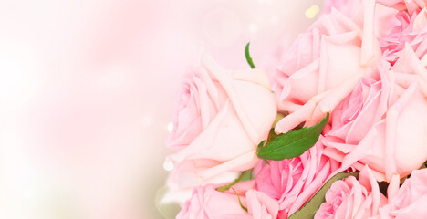 Obraz premium Pink blooming fresh roses over pink and blue bokeh background