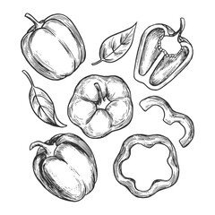  Vector illustration of hand drawn bell pepper slices and leaves, showcasing different cuts. Features detailed line art suitable for culinary or botanical designs.