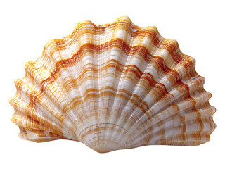 Fototapeta premium Striking closeup of a vibrant seashell, showcasing intricate textures and warm, orange and white hues.