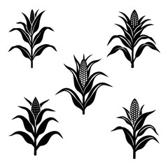 Corn plant vector and Silhouette of corn plants art collections