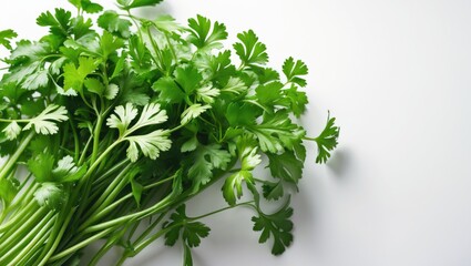 Obraz premium Coriander leaves arranged in a bunch on a white surface